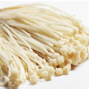 Hvorfor kan Flammulina Velutix -pulver accelerere kropsmetabolisme?